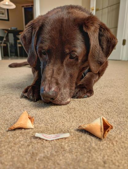 A chocolate lab is looking at a broken fortune cookie.