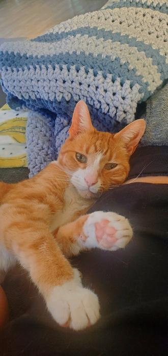 an orange cat showing off his beans