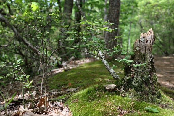 A small, moss-covered tree stump and tiny twig of a tree. Light filters through from the forest canopy above.