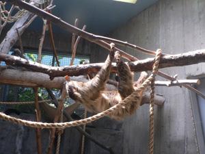 Two-toed sloth hanging on a branch. in its mounth is a carot.
