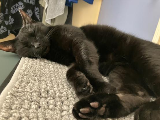 a small short-haired black cat is lying on a grey mat on my bedside table with her four paws pointing at the camera. She isn't asleep and is watching me out of half-open eyes