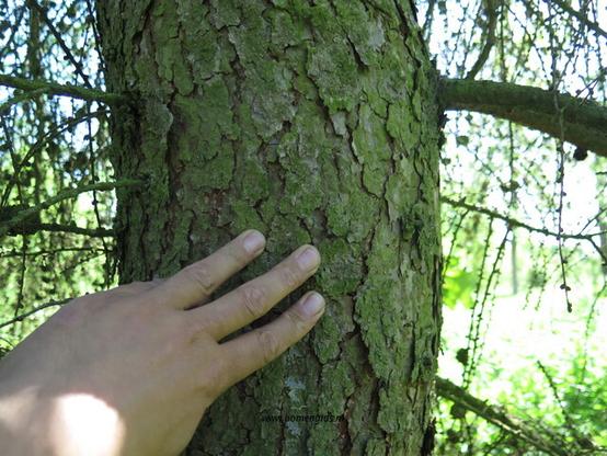 Photo of treespecies Larix decidua : Category is bast-bark-rinde-ecorse-corteza