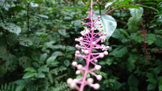 bright rose colored plant stem with small white blossoms in a dark green forest