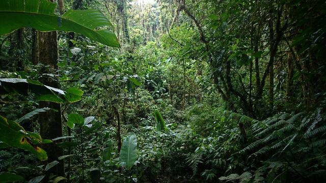 jungle view