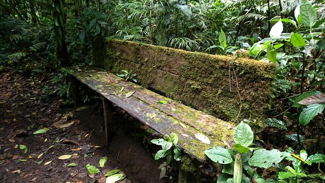 a bench in a national park that is largely overgrown with moss surrounded by foliage