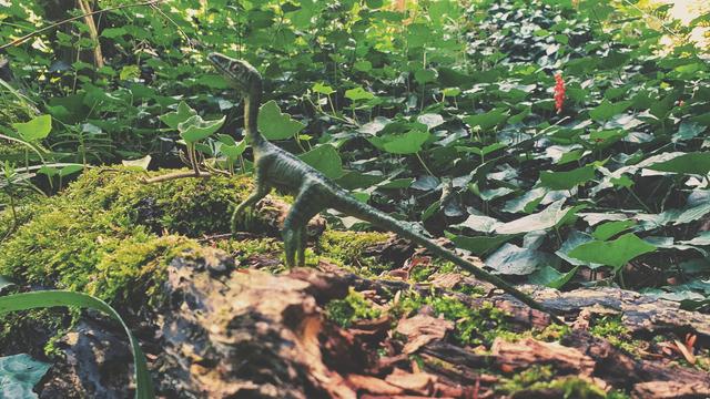 Compsognathus on a rotting mossy tree trunk