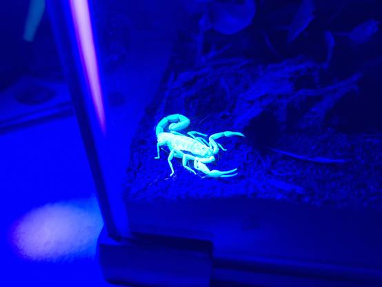 Scorpion glowing under black light.