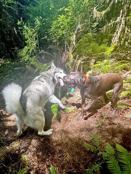 Two large dogs play sassy mouth to mouth tussling games in the forest.