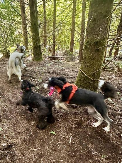 Three dogs chase willy nilly between the trees in the woods.