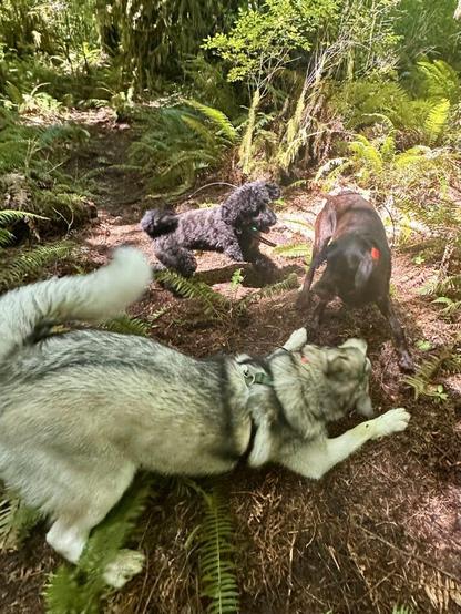 Three differently sized dogs chase in circles and wrestle playfully on a footpath in the forest.