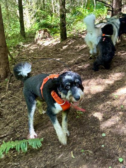 A happy smiling dog runs forward through the woods, with other dogs playing nearby.
