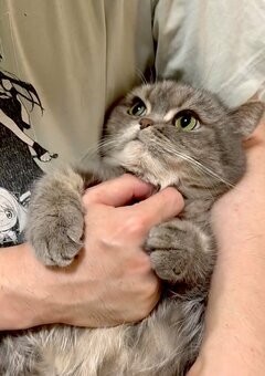 「こんなに可愛いことがあるのか…」抱っこされた猫がとった反則級の行動に5万いいね「赤ちゃんみたい」（LIMO） - Yahoo!ニュース
