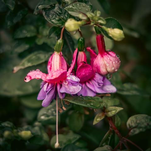 Hanging pink and purple fuchsia flowers surrounding by greenery with rain drops all over.