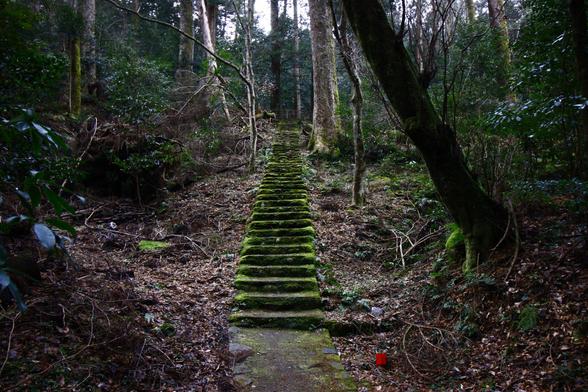 mossy stone steps through an old japanese forest