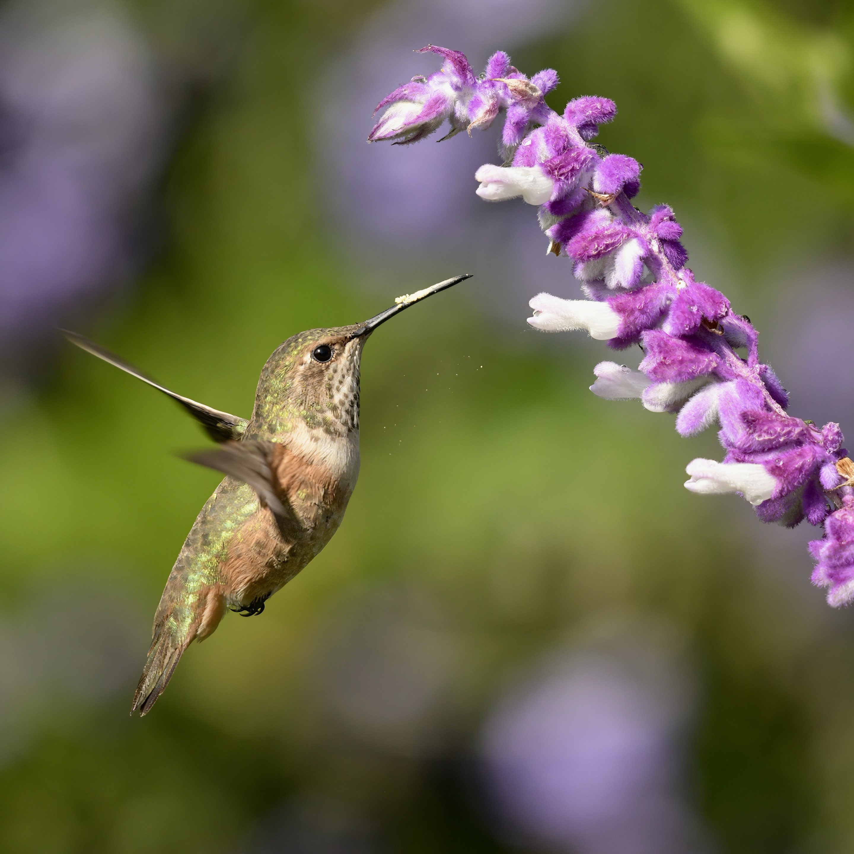 A Allen’s hummingbird is hovering in front of a purple and white Mexican bush sage flower, extending its beak toward the blossom.