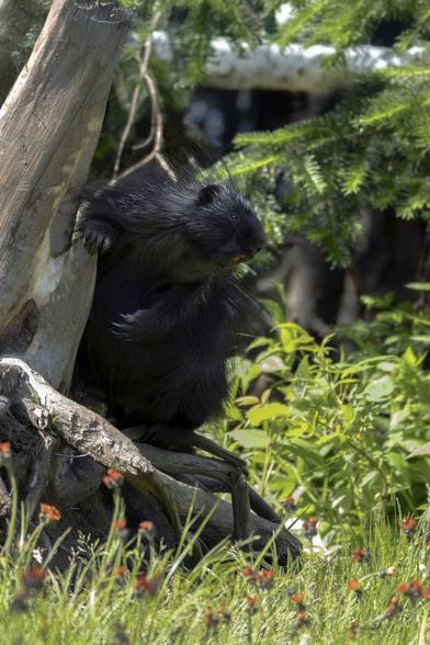 Le porc-épic d’Amérique du Nord (Erethizon dorsatum) est un rongeur impressionnant par ses piquants défensifs, qui peuvent atteindre jusqu’à 5 cm de long. Cet animal solitaire vit principalement dans les forêts de conifères et de feuillus. (Porcupine)