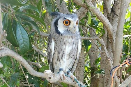 御庭番をするフクロウが可愛すぎる！飼い主さんの作業中に…まん丸な目でお庭の様子を観察（LIMO） - Yahoo!ニュース