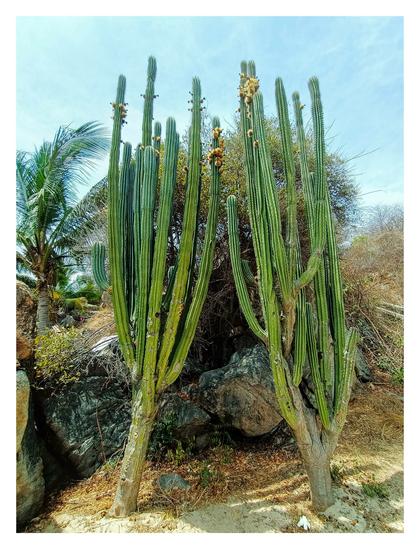 a photo of two tall cactus who seems to be like inseparable brothers