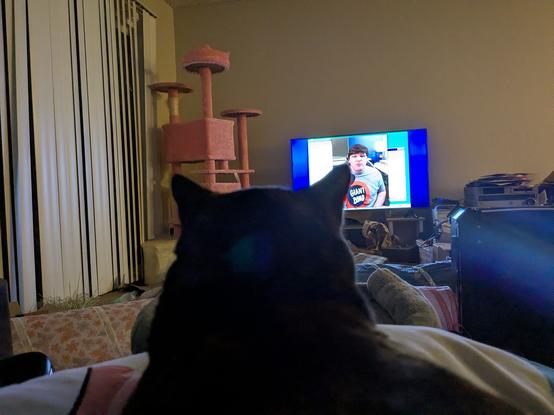 a cat watching Cathode Ray Dude describing the X Window System