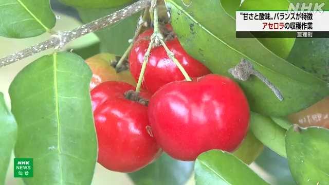 宮城 亘理町 アセロラの収穫が最盛期”夏バテ予防にどうぞ”｜NHK 宮城のニュース