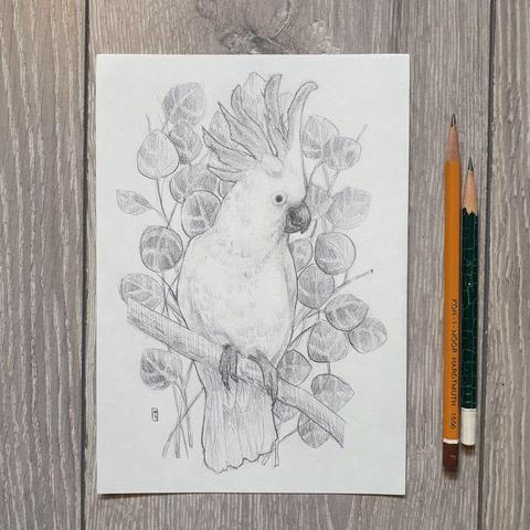 A pencil drawing of a cockatoo bird with eucalyptus branches in the background. Cockatoos are among the most well-known and loved members of the parrot family. They are found in Australia and the smaller island countries to the north and west, and they live in forested areas of all types, from eucalyptus groves to pine forests and rainforests.
An original art work
Graphite pencil on acid free white artist paper
Size A5 (21cm x 14.5cm)
Sold unframed