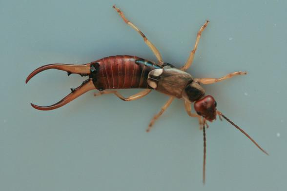 An earwig male