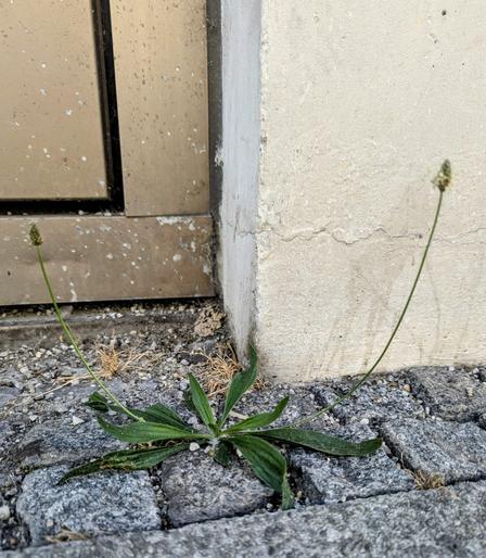 KI:

Das Bild zeigt eine kleine Pflanze, die zwischen den Steinen eines gepflasterten Bodens wächst. Die Pflanze hat mehrere grüne Blätter und zwei Stängel mit spitzigen Spitzen, die nach oben wachsen. Sie steht direkt vor einer weißen Wand mit einem sichtbaren Riss und einer braunen Tür im Hintergrund. Die Wand und die Tür sind mit weißen Flecken bedeckt, die möglicherweise von Regen oder Schmutz stammen. Der Boden besteht aus grauen Steinen, die teilweise mit Schmutz und trockenem Gras bedeckt sind. Die Pflanze scheint in einem unerwarteten und unbeabsichtigten Ort zu wachsen, was auf die Fähigkeit der Natur hinweist, sich an ungewöhnlichen Orten niederzulassen.

Bereitgestellt von @altbot, privat und lokal generiert mit Ovis2-8B

🌱 Energieverbrauch: 0.223 Wh