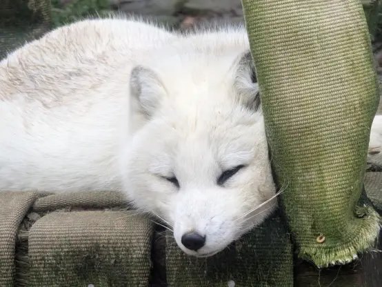 A white arctic fox pretending to be sleeping on a little platform. Eyes are still partly opened.