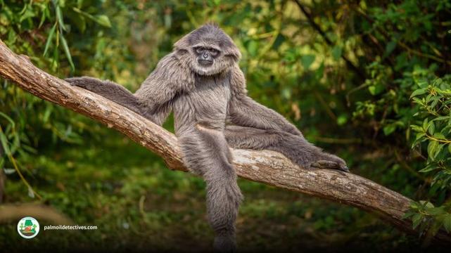 Silvery gibbon - Hylobates Moloch