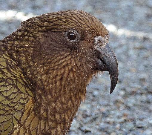 Photo shows a face portrait of a parrot bird with mostly green variations of feathers. The beak is black, and the upper crocked one is double the length of the lower beak. Its nostrils at the root of the beak are brown. The eye is visible with a brown iris. The background of this shot is grey stones and rocks of the mountainous type.