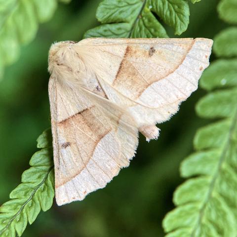A medium sized flat equilateral triangular moth on a fern leaf. Each edge is about 2cm long.  It is pine coloured, pale creamy yellow brown with a thick, darker brown, albeit it pale,  oak coloured band running across the middle. In the band at each wing edge is a dark brown spot.  The two side edges of the wings are straight but the bottom edge is slightly scalloped all the way along.  It has a furry creamy yellow head.