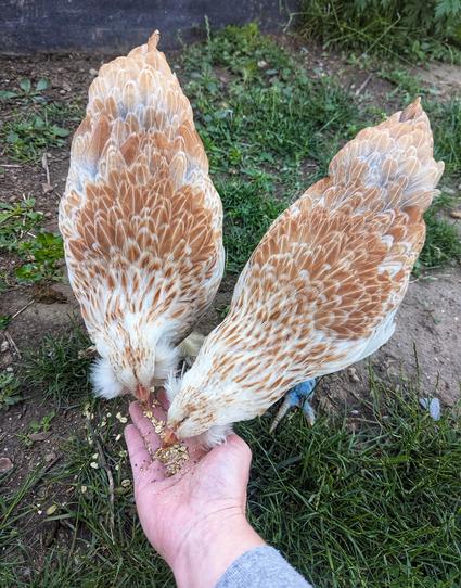 A close-up high-angle shot shows two light brown and white patterned chickens pecking at grains held in a human's open palm. The chickens are positioned side-by-side, their heads down, focused on eating from the hand. The hand belongs to a person wearing a grey long-sleeved top, and it extends from the bottom of the frame into the centre. The background is a mix of green grass and patches of bare earth, suggesting an outdoor setting like a garden.