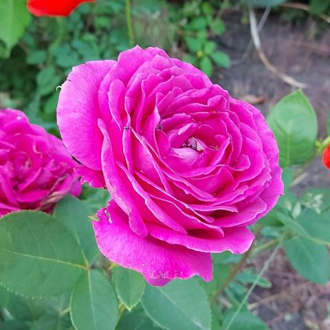Rose