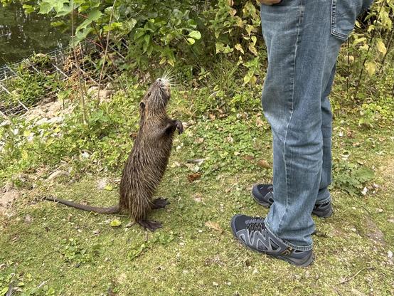 Ein Nutria auf den Hinterbeinen der zueinem Menschen aufschaut