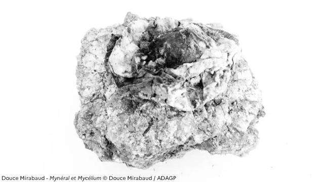 Douce Mirabaud - Mynéral et Mycélium © Douce Mirabaud / ADAGP