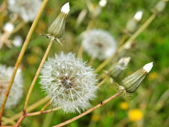 Close-up of a fluffy dandelion seed head surrounded by closed flower buds, set against a blurred green background of stems and wildflowers.