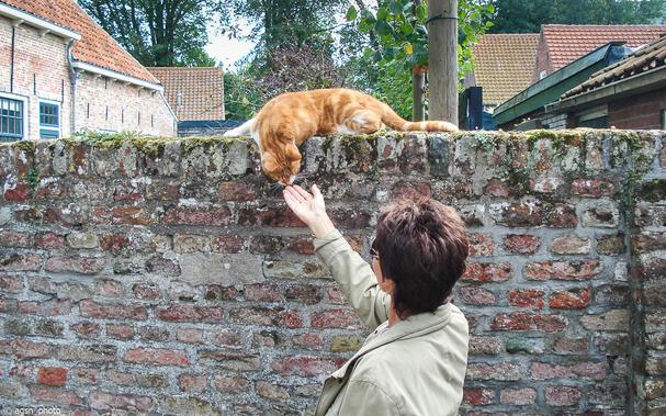 Eine rote Katze liegt auf einer alten Backsteinmauer, den Kopf tief gesenkt, um an den Fingern der ausgestreckten Hand einer Frau zu schnuppern. /
A red cat lies on an old brick wall, its head bent low to sniff the fingers of a woman's outstretched hand.