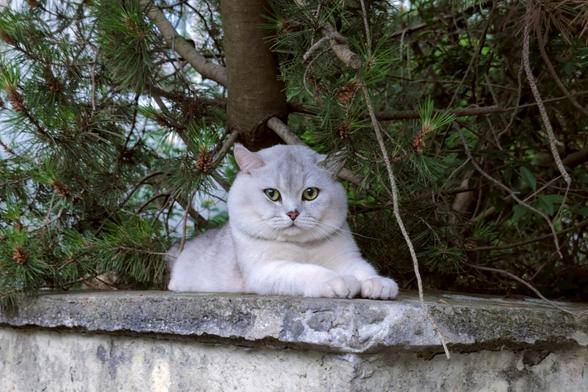 Photo of a silver short hair cat. The cat rests on a low wall under a pine tree and looks at the camera.