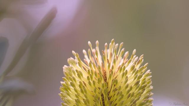A close up of the top of a Banksia flower, which resembles a bottle brush.  It's a golden yellow green in the filtered light from above and behind.  Very blurry background in muted forest tones, with some leaf patterns in the blur at left.