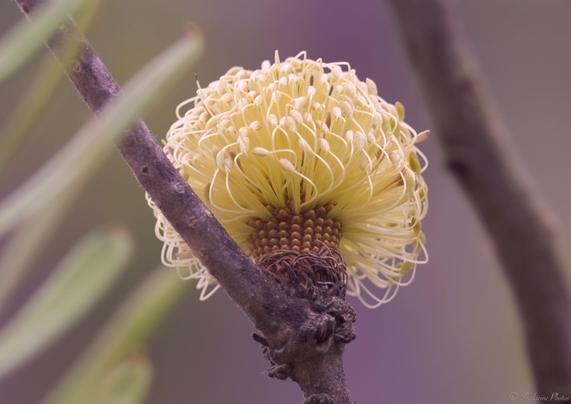 Close up of a banksia flower from below the branch.  It looks a bit like a mop head, the base still to bloom, the top half sprouted in yellow tendrils.  Blurry sides with leaves and branches in the fore and background.