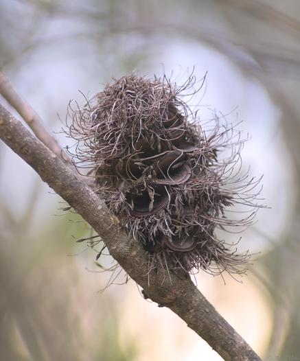 A close up of a banksia flower from last season, the seed pods open and dry, the 'brush' dried out and wizened.  Blurry forest background with underbrush and branches framing the seed pod.