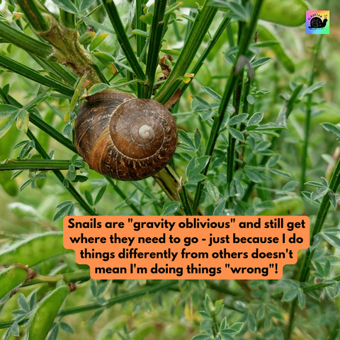 A large brown snail attached to a branch upside down, from our perspective! Under that, in black writing on an orange background, it says: "Snails are 'gravity oblivious' and still get where they need to go - just because I do things differently from others doesn't mean I'm doing things "wrong"!