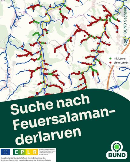 Zu sehen ist eine Karte von Bachläufen in Sachsen, die die Feuersalamanderlarven-Funde darstellt. In der Mitte steht "Suche nach Feuersalamanderlarven", unten links ist das EPLR-Logo und unten rechts das BUND Logo.