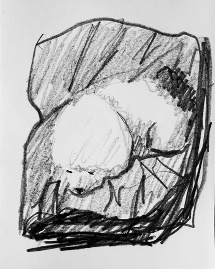 Pencil sketch of George! (small fluffy dog) lying in his cushion.