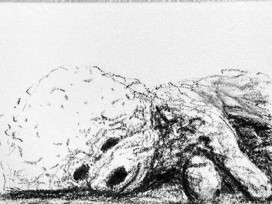 Charcoal sketch of George! (small fluffy dog) lying in his side.