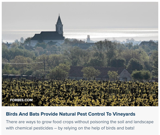 hungary vineyard