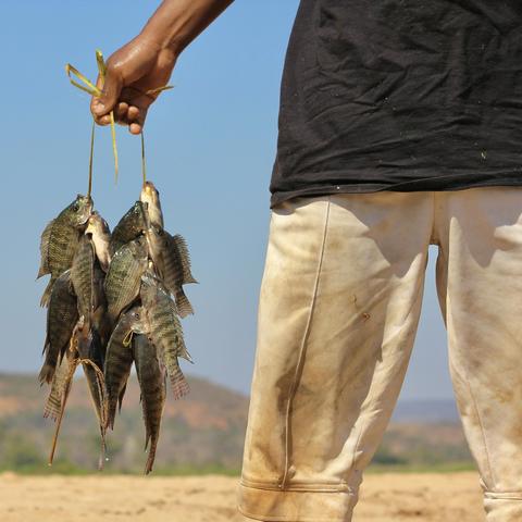 das quadratische bild zeigt eine person, die einen bund tilapia-fische hält, die an halmen befestigt sind. die person trägt ein schwarzes t-shirt und helle, schmutzige hosen. der hintergrund ist unscharf, zeigt aber eine sandige, trockene landschaft unter einem klaren blauen himmel.
der gesamte eindruck ist einfach und konzentriert sich auf die fische und die hand der person, die sie hält.