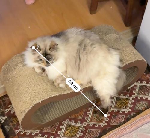 耳の先から足の先まで52cm