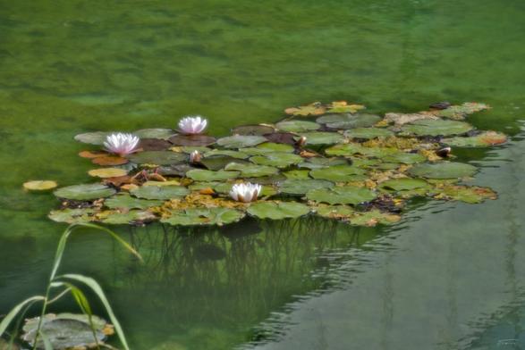 Auf dem Foto ist ein ruhiger, klarer See zu sehen, in dem zahlreiche grüne Seerosenblätter auf der Wasseroberfläche schwimmen. Zwischen den Blättern blühen mehrere zarte, weiß-rosafarbene Seerosen. Das Wasser hat einen grünlich-türkisfarbenen Ton und ist so klar, dass man unter der Oberfläche die langen Stiele der Seerosenblätter erkennen kann, die senkrecht ins Wasser ragen. Im Vordergrund ragen einige Halme von Wasserpflanzen ins Bild. Die Szene wirkt sehr friedlich und naturverbunden.