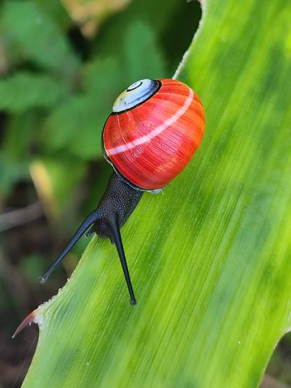 A snail with a bright red shell against a green leafy background